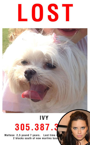 Adriana Lima, Lost Dog Adriana Lima, Lost Dog